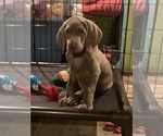 Small Photo #8 Weimaraner Puppy For Sale in MILLERSBURG, OH, USA