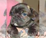 Puppy 3 French Bulldog