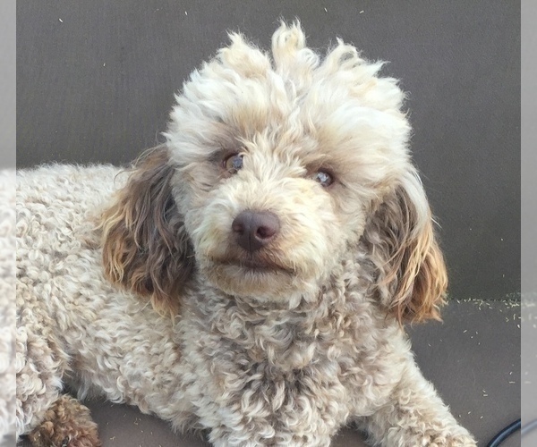 Medium Photo #1 Poodle (Toy) Puppy For Sale in MALVERN, AR, USA