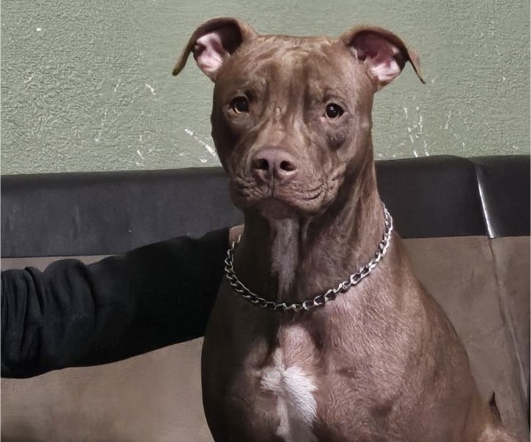 Medium Photo #1 American Pit Bull Terrier Puppy For Sale in BEECHER CITY, IL, USA