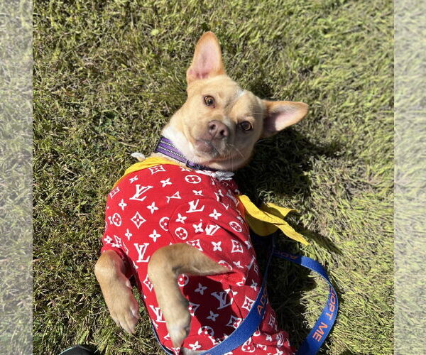 Medium Photo #3 Shiba Inu-Unknown Mix Puppy For Sale in Brooklyn Center, MN, USA