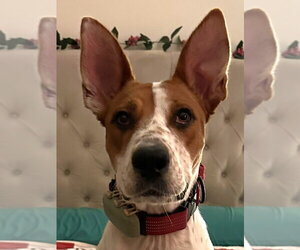 American Staffordshire Terrier-German Shepherd Dog Mix Dogs for adoption in Lake Forest, CA, USA