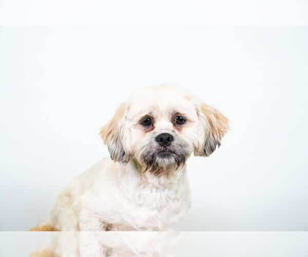 Medium Photo #2 Lhasa Apso Puppy For Sale in St. Louis Park, MN, USA