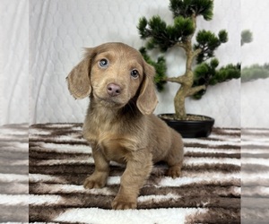 Dachshund Puppy for sale in FRANKLIN, IN, USA