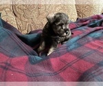 Small Photo #5 Schnauzer (Miniature) Puppy For Sale in EL PASO, TX, USA