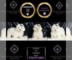 Small Photo #19 Maltipoo (Miniature) Puppy For Sale in WARSAW, IN, USA