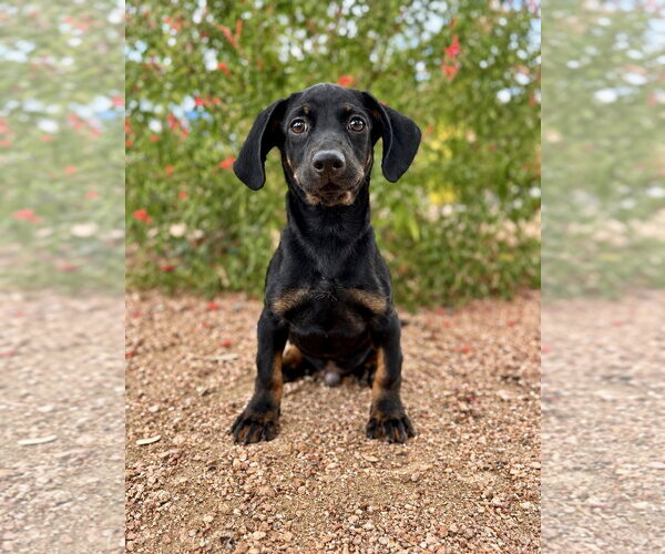 Medium Photo #1 Dachshund-Unknown Mix Puppy For Sale in PIPE CREEK, TX, USA