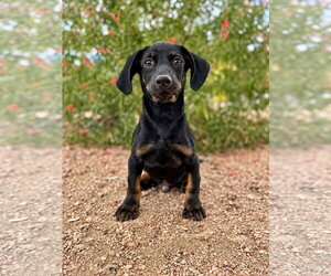 Dachshund-Unknown Mix Dogs for adoption in PIPE CREEK, TX, USA