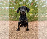 Pablo - Male Dachshund-Unknown Mix Dog for Adoption - Small photo