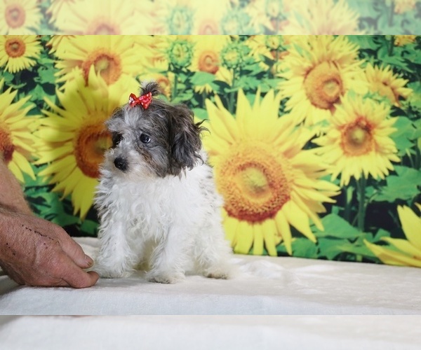 Medium Photo #18 Goldendoodle (Miniature) Puppy For Sale in DYERSBURG, TN, USA