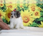 Birdie - Female Goldendoodle (Miniature) Puppy for Sale - Photo #18