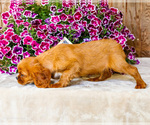 Small #4 Cavalier King Charles Spaniel