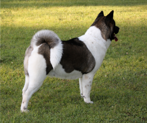 Medium Photo #1 Akita Puppy For Sale in STRAFFORD, MO, USA