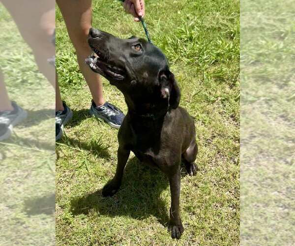 Medium Photo #4 Mutt Puppy For Sale in Abbeville, LA, USA