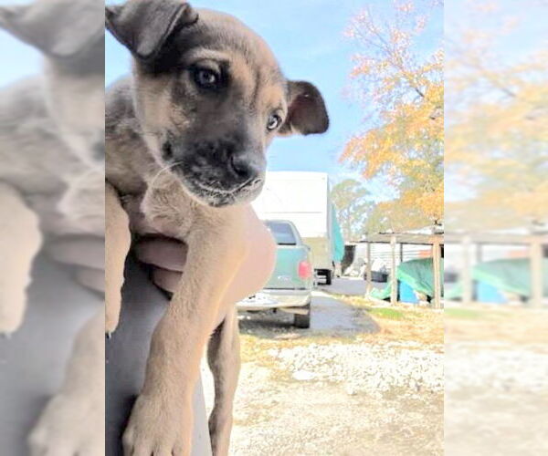 Medium Photo #2 Labrador Retriever-Unknown Mix Puppy For Sale in Houston, TX, USA