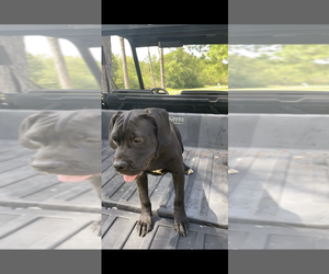 Boxer Puppy for sale in hazlehurst, GA, USA