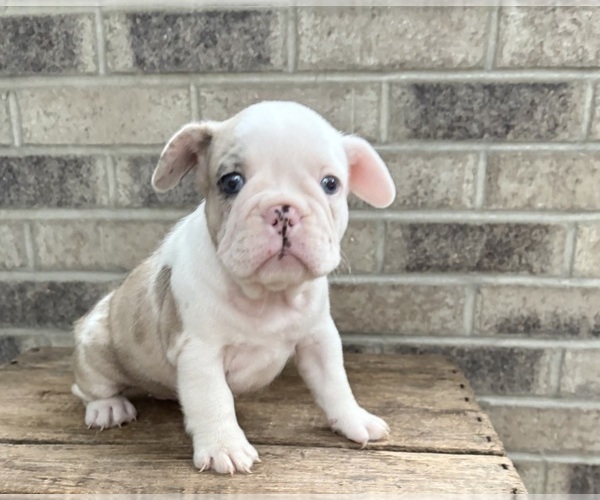 Medium Photo #3 French Bulldog Puppy For Sale in MIDDLEBURY, IN, USA