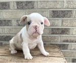 Small #2 French Bulldog