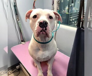 Staffordshire Bull Terrier-Unknown Mix Dogs for adoption in Chandler, AZ, USA