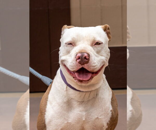 Medium Photo #8 American Staffordshire Terrier-Unknown Mix Puppy For Sale in Lake Forest, CA, USA