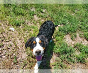Bernese Mountain Dog Puppy for Sale in PEYTON, Colorado USA