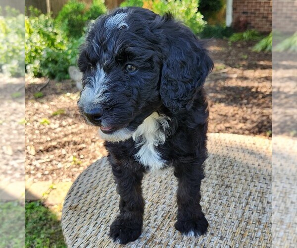 Medium Photo #8 F2 Aussiedoodle Puppy For Sale in COLUMBIA, TN, USA