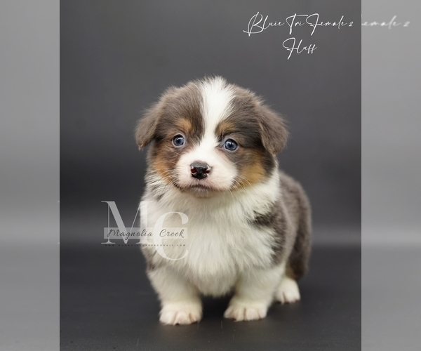 Medium Photo #9 Pembroke Welsh Corgi Puppy For Sale in FLORALA, AL, USA