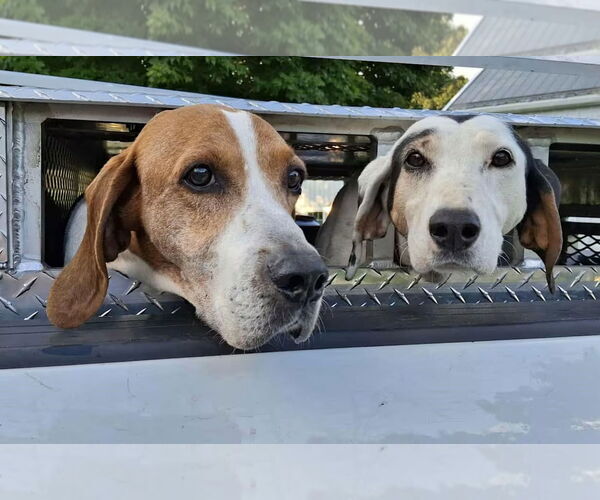 Medium Photo #3 English Coonhound-Treeing Walker Coonhound Mix Puppy For Sale in Monterey, VA, USA