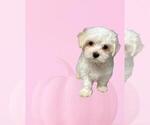 Small Photo #4 Maltese Puppy For Sale in FORT WORTH, TX, USA