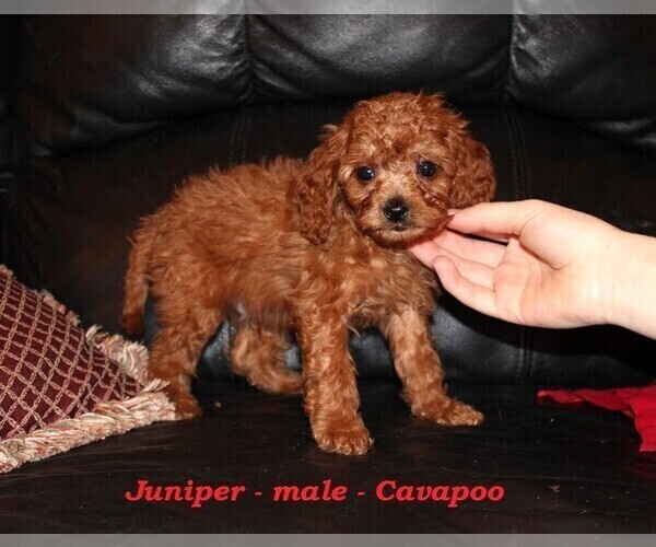 Medium Photo #2 Cavapoo (Miniature) Puppy For Sale in CLARKRANGE, TN, USA