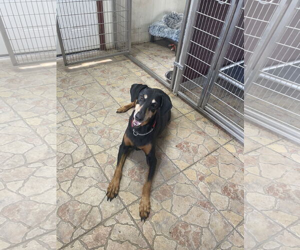 Medium Photo #1 Doberman Pinscher Puppy For Sale in Devine, TX, USA