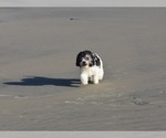 Small Photo #8 Havanese-Maltipoo Mix Puppy For Sale in SAN DIEGO, CA, USA