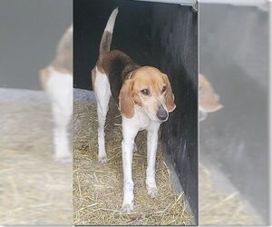 Mutt Dogs for adoption in Rowayton, CT, USA