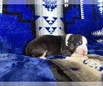 Puppy Me Australian Shepherd