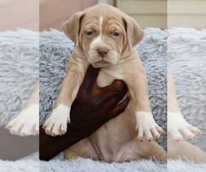 American Bully Puppy for sale in CHAMPAIGN, IL, USA
