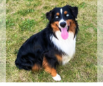 Small Photo #21 Miniature Australian Shepherd Puppy For Sale in BONNERS FERRY, ID, USA