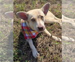 Blair - Female Siberian Husky-Unknown Mix Dog for Adoption - Small photo