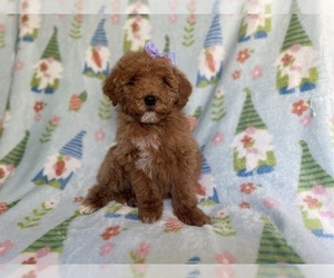 Poodle (Miniature) Puppy for sale in LAKELAND, FL, USA