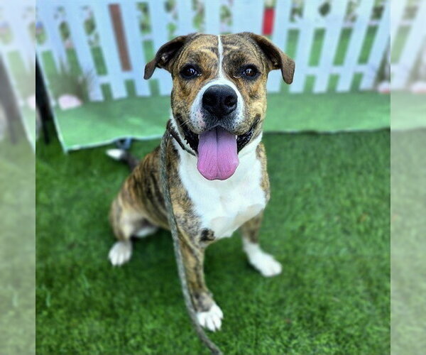 Medium Photo #1 American Pit Bull Terrier Puppy For Sale in Long Beach, CA, USA