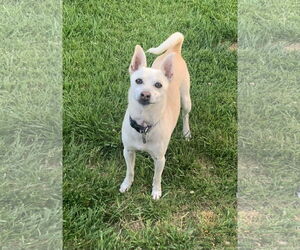 Toby - Male Shiba Inu-Unknown Mix Dog for Adoption - Photo #4