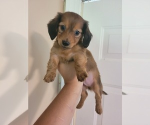 Medium Dachshund