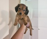 Puppy Male 2 Frappe Dachshund