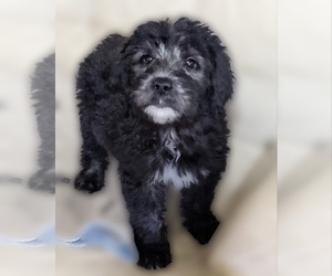 Sheepadoodle Puppy for sale in EASLEY, SC, USA