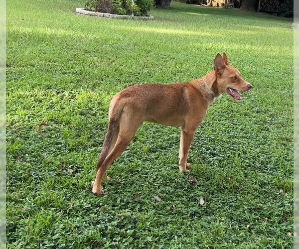 Medium Photo #2 Australian Kelpie-Unknown Mix Puppy For Sale in Valrico, FL, USA