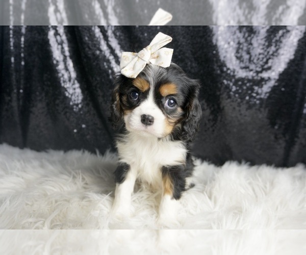 Medium Photo #1 Cavalier King Charles Spaniel Puppy For Sale in WARSAW, IN, USA