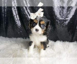 Medium Cavalier King Charles Spaniel