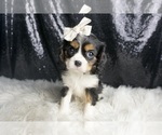 Puppy Ellie AKC Cavalier King Charles Spaniel