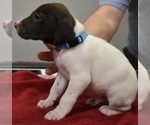 Small Photo #5 German Shorthaired Pointer Puppy For Sale in PAULDING, OH, USA