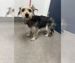 Mutt Dogs for adoption in HESPERIA, CA, USA