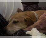 Small #9 Mountain Cur Mix
